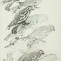 Paul Hartley Birds