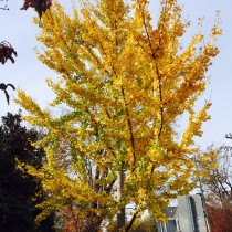 Farewell to the Glenwood South Ginkgo